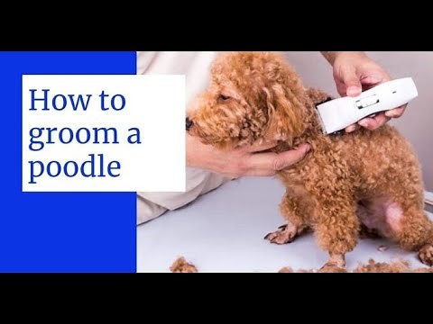 How to groom a poodle || How to groom a poodle at home || How to groom a poodle puppy