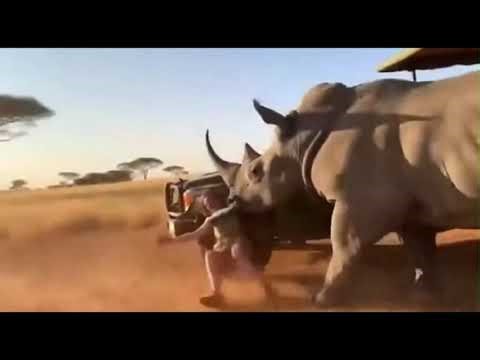 Man Saves a Woman from a Charging Rhinoceros | Shocking Wildlife Rescue
