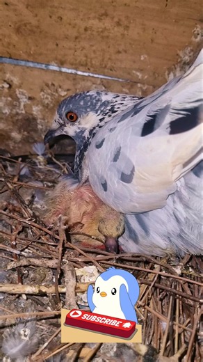 இவன் இவங்களையும் Disturb பண்ணான்😤 Pigeon Family Shorts! #Shorts