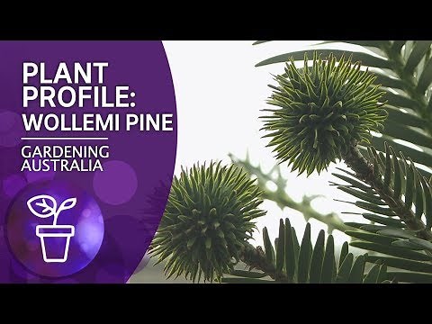 Plant Profile: Wollemi Pine