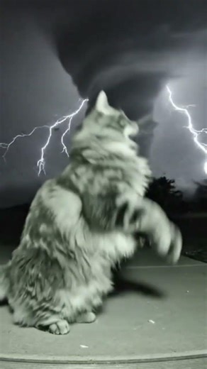 AI generator cat #ias #cat #animalshorts #aivideo