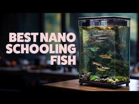 Small Schooling Fish for Nano Aquariums: Perfect Species for Your Fish Tank!