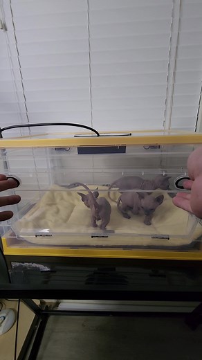 Sphynx.cats on TikTok