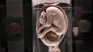 Feto, Cuerpo, Embrión