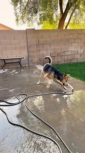 13K views · 104 reactions | And the hose chase continues... #doglife #pets | Poke My Heart | Facebook