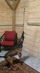 Grisly Bear out of Limey Kennels King Pin is doing just fine in the USA .with a old school doman and frind of mine. | Limey Kennels