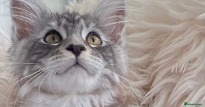 Maine Coon Kittens for sale in Selby, North Yorkshire | Pets4Homes