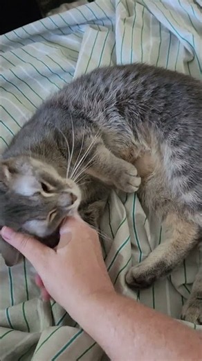 Adoptable Sally