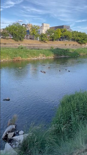 鴨も帰宅ですかね🦆（京都/鴨川/散歩） #kyoto #walk #nature