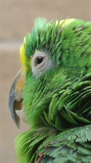 What do birds really look like without their feathers?