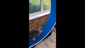 Booker, a stunning Maine coon trying out his brand new GRAND wheel, our new supersized wheel for supersized cats. It is crucial if buying a cat exercise wheel for your cat, you provide them with a wheel that is kind to their spine, small wheels can risk spinal compression and should be avoided. No wheel is better than a wheel that's not suitable. Our new GRAND wheel is a whopping 60 inches INTERNAL diameter and aimed at the larger of the Maine coons, the longer of the early generation Savannahs 