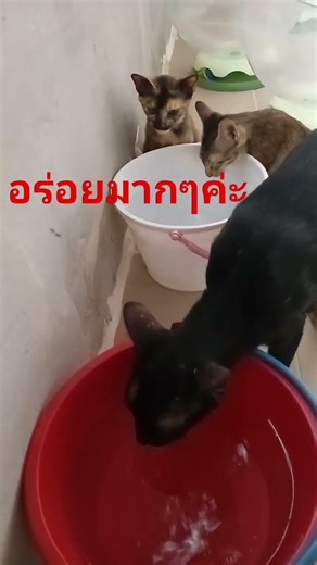 😆อร่อยมากๆค่ะ😘#แมวจร#บ้านสามบุญ