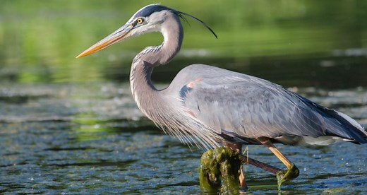 12 Types of Herons Found in Florida (2026)