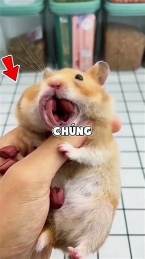 Hamsters: "The bottomless bag" that can walk! 😲