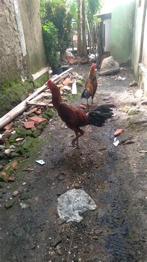 #ayam PAMA VS AYAM KAMPUNG