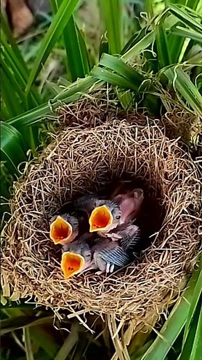 What Happens When Baby Birds Get Hungry?Both bar-winged prinia birds