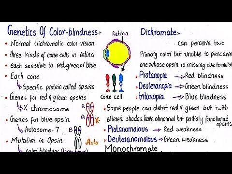Genetics of colour blindness | class 12