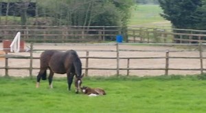 Stunning Mare & Foal | Horse Grapevine