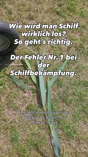 Viele schneiden das Schilf einfach ab. Und wundern sich, dass es ein paar Wochen später wieder da ist. Kein Wunder – denn das Problem liegt unter der Wasseroberfläche. Das Rhizomnetzwerk muss raus. Nur dann wird’s ruhig im Teich. Wir machen das regelmäßig – und zeigen dir hier, wie’s aussieht. Schilf (Phragmites australis) besitzt ein weit verzweigtes Rhizomsystem, das tief im Boden und unter der Wasseroberfläche wächst. Das bloße Abschneiden der Halme beseitigt nur den sichtbaren Teil. Um Schil