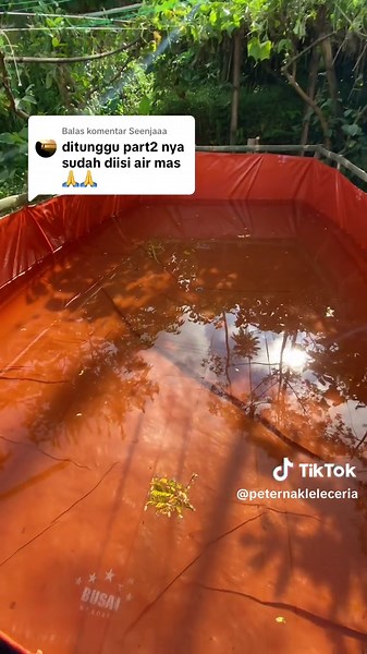 Membalas @Seenjaaa kolam terpal low budget setelah diisi air tidak ambruk ya walaupun dengan bambu #kolamlele #kolamterpal #budidayaikan #tipsandtricks #part2