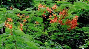 Orange blossoms of a delonix regia or royal poinciana tree in a garden in Bangkok, Thailand