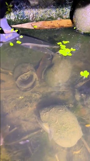 pomacea canaliculata