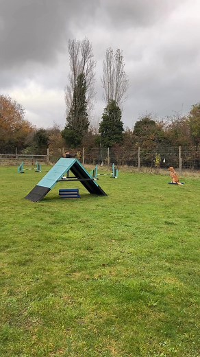 When homework pays off 🤩 each month the club focuses on a new skill and learning resources are sent out to guide practice between class. This goldie has been practicing shaping a rear cross using one of the tutorials and it’s awesome to see it translate to a course so well ⭐️ | Anglian Dog Works