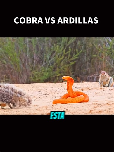 ardilla vs cobra #wildlife #vidasalvaje🦎🐍🦓🐺🦁 #animalfacts #mamba | wildlife