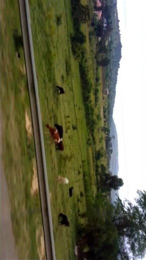 Cattle rearing and crop farming with modern houses in western Uganda#agriculture#travel#africa#