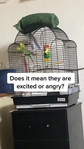 Daisy and mango on TikTok