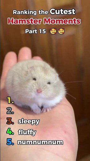 Cute Hamster Moments Part 15 🐹💖