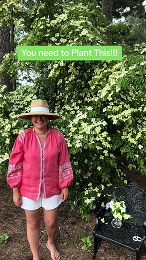 Empress of China Dogwood: Graceful Blooms & Translucent Fruit