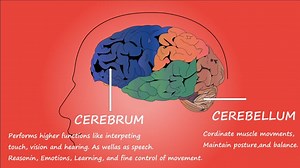 Brain, Function, Anatomy. Free Stock Video