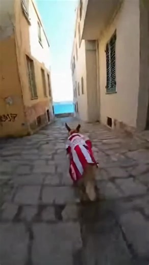 Unexpected Crazy Dog Chase Compilation