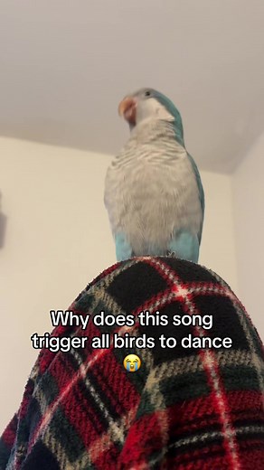 Why This Song Makes Birds Dance