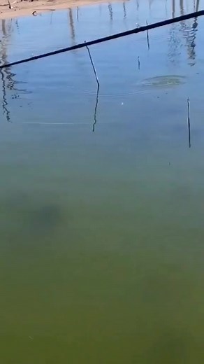 Big Bass Blow Up #trendingreels #largemouthbass #bassfishing #fishinglife | Luke Routh