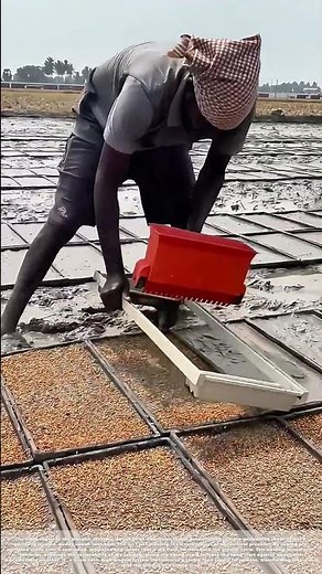 Sowing the Sawah: How Indonesia’s Wet-Bed Rice Technique Guarantees the Harvest