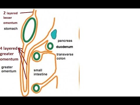 Difference between greater and lesser omentum