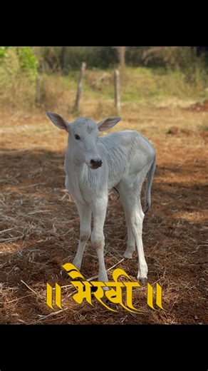 Khillar Cow Giving Birth to a baby #khillar #khillarpremi #khillarcow