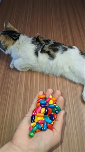 Cat Bella Beads 🌈🌸Reverse video#marblerunandmore #cat #reverse