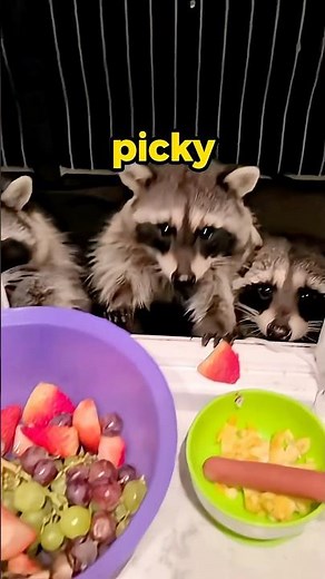 This Raccoon Refuses to Eat Trash #funny #animals #cute