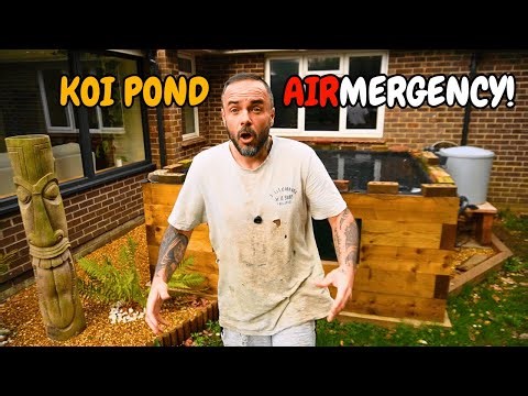 Sleeper Koi Pond "Air"mergency - Plus Some Good Old Weekly Maintenance!