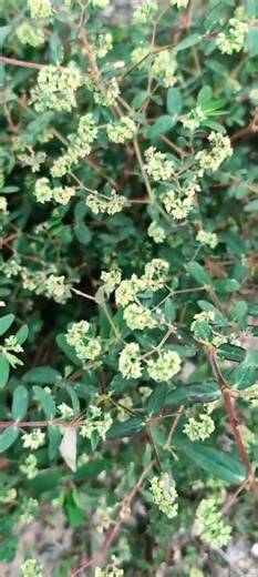 Phytonutrients 101: Graceful Spurge | The Weeds and Seeds Guy