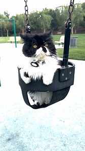 1.6M views · 10K reactions | 'Follow' Cyrus on all his unique adventures!  | Cyrus | Facebook