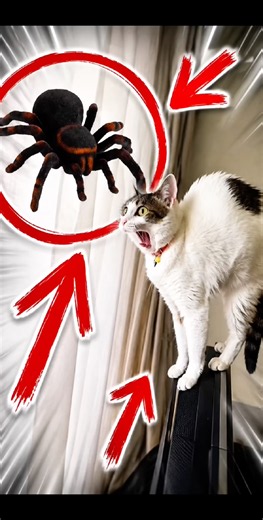 CAT VS. 100 SPIDERS ❗️🐱🕷️ #cats #cat #funny #pets #shortsfeed #catshorts