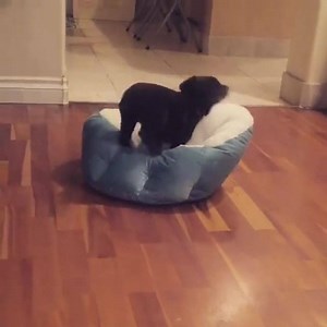 207K views · 5.8K reactions | A literal crash course on how to land in your bed. Find Lab pups near you: bit.ly/FindAKCLabradorRetrievers | American Kennel Club | Facebook