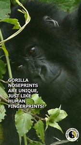 42K views · 4K reactions | Did you know that gorillas noseprints are unique to each gorilla, just like human fingerprints? At the Fossey Fund, we are able to identify hundreds of gorillas just by looking at the wrinkles in their noses! Learn more about gorilla conservation at https://gorillafund.org! | Dian Fossey Gorilla Fund | Facebook