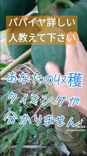 青パパイヤの収穫タイミング教えて下さい #家庭菜園 #パパイヤ