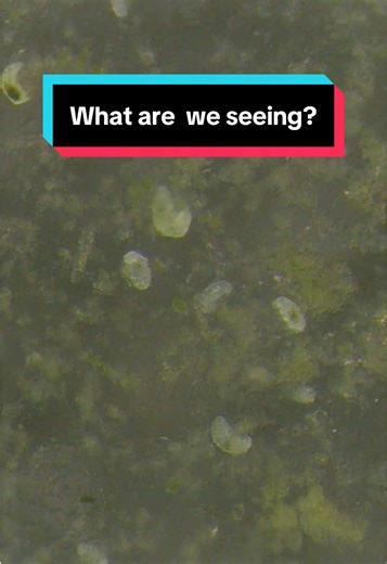 DIY Science: What are you actually seeing? 🔬 You have your microscope set up now what are you actually seeing? #microscope #science #biology #stem
