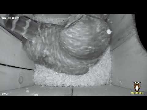Barred Owl Nesting Box Cam: Mama Owl Late Night Visit